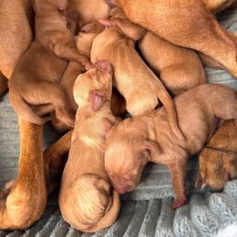 Vizsla Puppies from Mariposa Vizslas