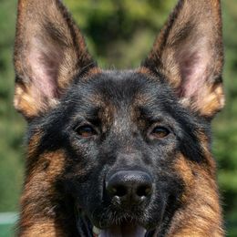 Qwisela - German Shepherd