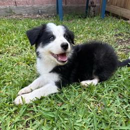 Till - Black and white male Border Collie puppy in Mckinney, Texas from Border Collies of Ruidoso
