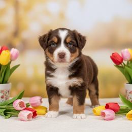 Sable - Red tri-color female Australian Shepherd puppy in Hugo, Colorado from Frying Pan Ranch Australian Shepherds