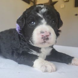 Bernedoodles and Goldendoodles from Adirondack Poodles Goldendoodles,Bernedoodles & Schnoodles