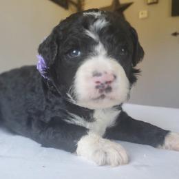 Bernedoodles and Goldendoodles from Adirondack Poodles Goldendoodles,Bernedoodles & Schnoodles