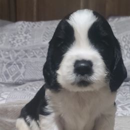 English Springer Spaniel Puppies from Rocky Top Springer Spaniels