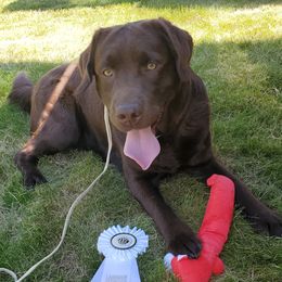 Brandie  - Labrador Retriever