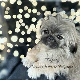 Toffany - Pekingese