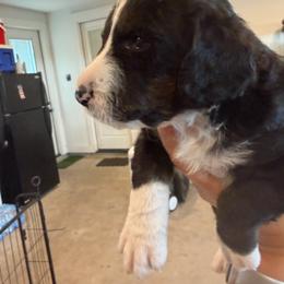 Galileo - male Australian Mountain Doodle puppy in Snook, Texas from Snook Acres Doodles