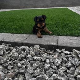 April - Black and gold female Yorkshire Terrier puppy in Surprise, Arizona from Taylored Pups