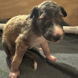 Boy 1 - Borzoi puppy from Luxor Borzoi