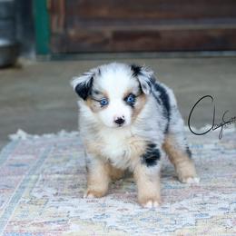 Long Island Iced Tea - Blue merle male Miniature Australian Shepherd puppy in Prague, Oklahoma from Clay Creek Aussies
