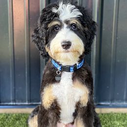 Brantley - Bernedoodle
