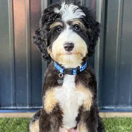 Brantley - Bernedoodle