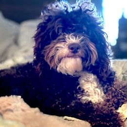 Journey - Bernedoodle