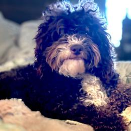 Journey - Bernedoodle