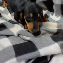 Dachshund Puppies from Small Paws Kennel
