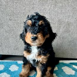 Nova - Phantom male Bernedoodle puppy in Nampa, Idaho from Ember Skies Doodles