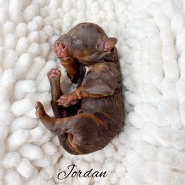 Jordan - Phantom male Goldendoodle puppy in from Pink Poodles and Doodles