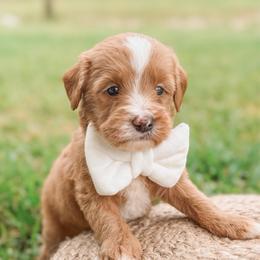 Bowie - Red  male Goldendoodle puppy in Iola, Texas from Supreme Doodles of Texas