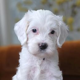 Mister Blue - Cream male Goldendoodle puppy in Saratoga Springs, Utah from Serene Canyon Doodles