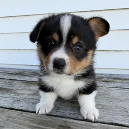 Pembroke Welsh Corgi Puppies from South Shore Corgis