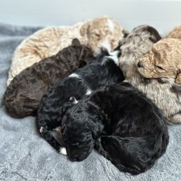 Goldendoodle puppies from Royal Doodles and Pups