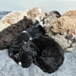 Goldendoodle puppies from Royal Doodles and Pups