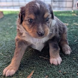 Gidget - Blue merle female Toy Australian Shepherd puppy in Mountain Home, Idaho from LJK Boxers & Toy Aussies