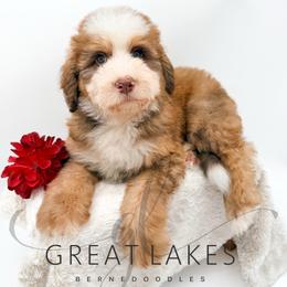 Dean - Sable male Bernedoodle puppy in Baroda, Michigan from Great Lakes Bernedoodles