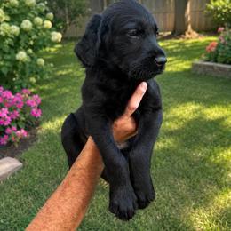 Remington - Black male Labradoodle puppy in Washington, Pennsylvania from Patriotic Poodles