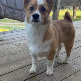 Willie - Pembroke Welsh Corgi