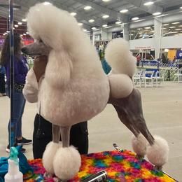 Poodles from Claudette's Poodles