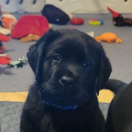 Labrador Retriever Puppies from Howard English Labradors