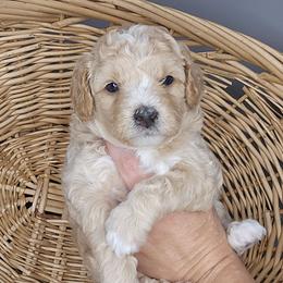 Rory - Cream female Goldendoodle puppy in Grovetown, Georgia from Snug-a-Doodles