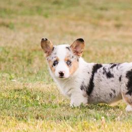 American Corgi and Pembroke Welsh Corgi Puppies from Elk Ridge Corgis