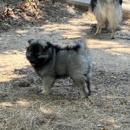 Keeshond Puppies from Debbie Courtney