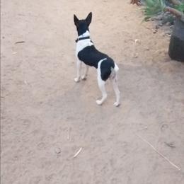 Obi - White black and tan male Rat Terrier puppy in El Cajon, California from Manumit Rat Terriers