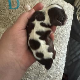 Blue - Brown and white male Cocker Spaniel puppy in Soddy Daisy, Tennessee from Kaleidoscopic Creations