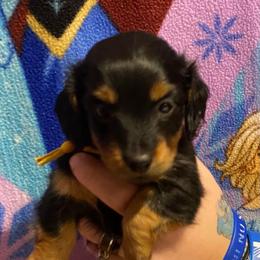 ASHA AKC REGISTERED FEMALE - Black and tan female Dachshund puppy in Elizabethtown, Kentucky from Teeny Tiny Puppy Tails
