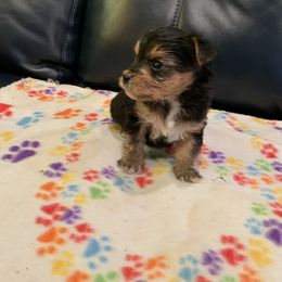 Yorkipoo and Yorkshire Terrier Puppies from Bougie Paws LLC