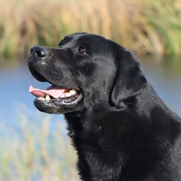 Epic - Labrador Retriever