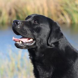Epic - Labrador Retriever