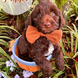 Tigger - Chocolate male Australian Labradoodle puppy in Decatur, Alabama from Southern Meadows Doodles
