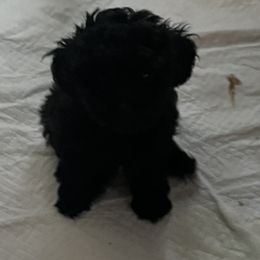Poodle and Schnoodle Puppies from Marlens.poodles