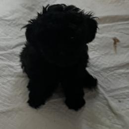 Poodle and Schnoodle Puppies from Marlens.poodles