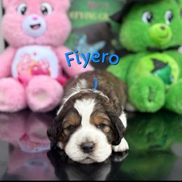 Fiyero - Red and white male English Springer Spaniel puppy in Plainwell, Michigan from Homegrown Springers