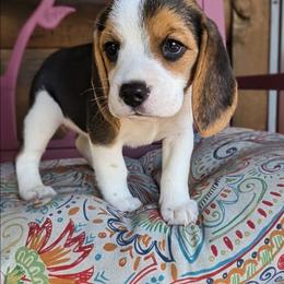 Percy Grace - Black tan and white female Beagle puppy in Jerome, Missouri from Beam's Beagles