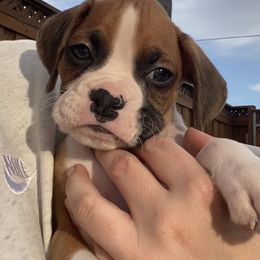 Boxer Puppies from Meraki Boxers