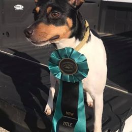 Rat Terriers from Whiterose