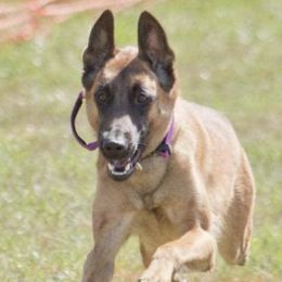 Belgian Malinois from Iron Wolf Malinois