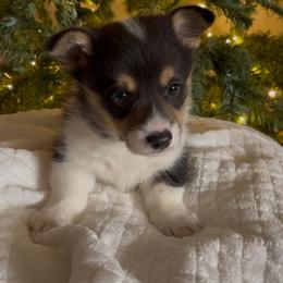 American Corgi and Pembroke Welsh Corgi Puppies from Flying K Corgis