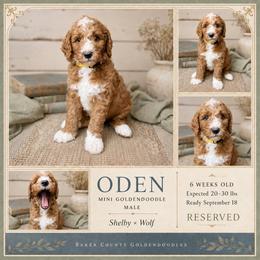 Oden - Red  male Goldendoodle puppy in Macclenny, Florida from Baker County Goldendoodles